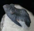 Beautiful Hollardops Trilobite - Foum Zguid #14292-2